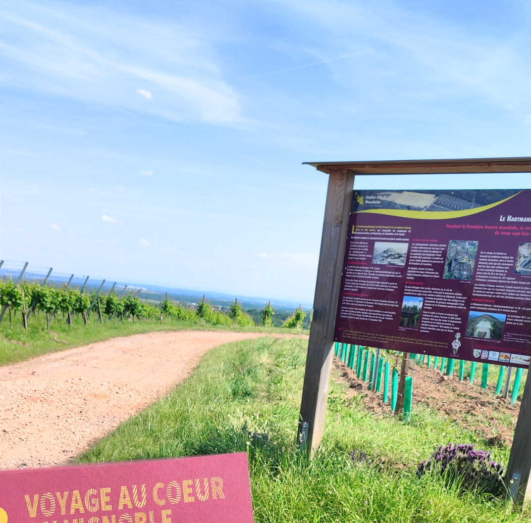 Sentier viticole du Vieil Armand le long de la route des vins d'Alsace