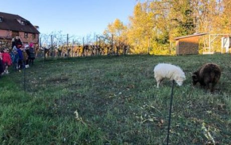 Jeu de la St Nicolas